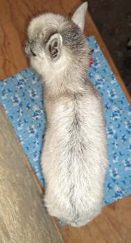 Tess: Doeling For Sale