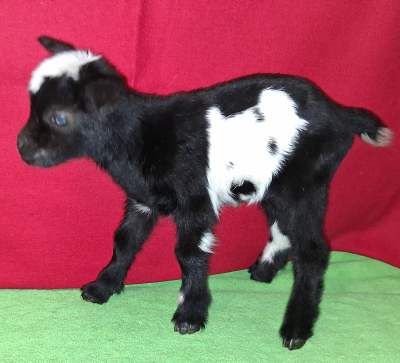 2026 Nigerian Dwarf DaIry Goat Kids For Sale In Missouri AppleJo Farm 2026 Nigerian Dwarf DaIry Goat Kids For Sale In Missouri AppleJo Farm
