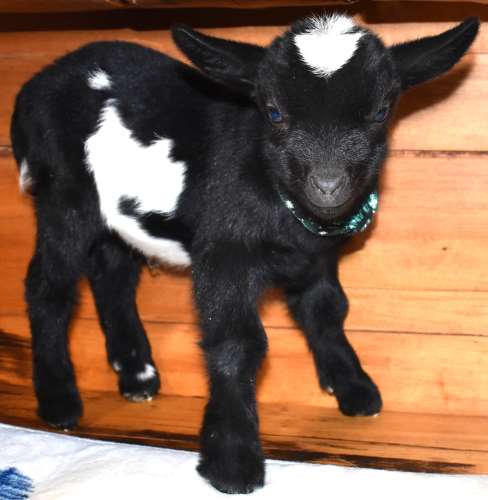 Purebread Nigerian Dwarf Dairy Goat