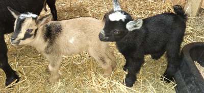 Apple Blossom & Scarlet