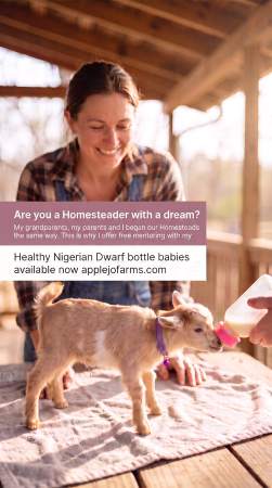 Dreaming of adding or replacing Does/Bucks in your Nigerian Dwarf Dairy Goat herd
