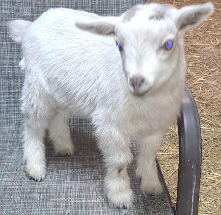 Buckling: AppleJo Farms Silver Tucker