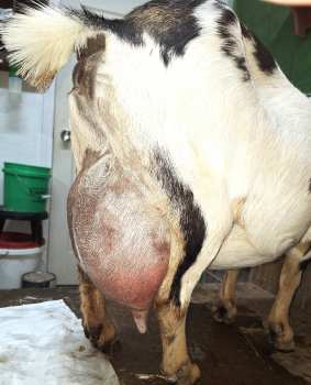 Halls Creek ZK Bella