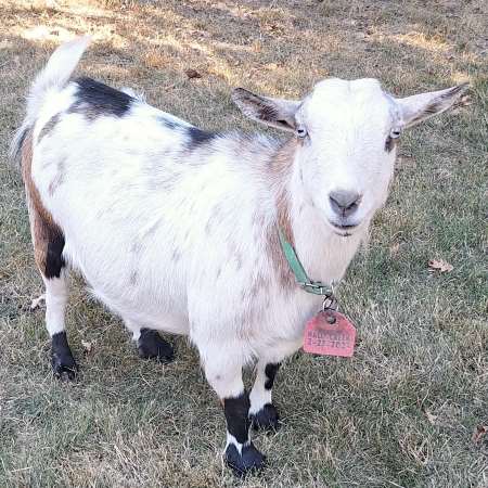 Bella Nigerian Dwarf Dairy Goat Doe