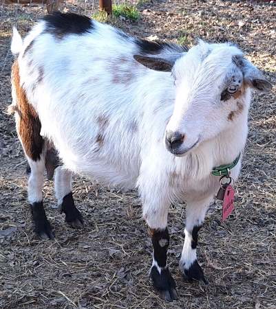 Bella-Halls Creek(Bred) For Sale