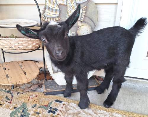 KC Masterpiece (Maggie)