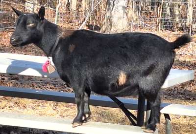 Petunia-Mini Land Ranch