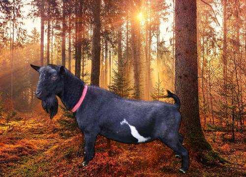 *B Tavish-Tiny Hill Farm*DNA For Sale