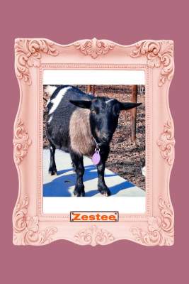 Zestee-Mini Land Ranch