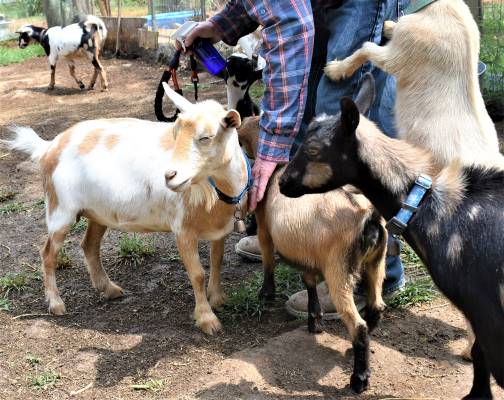 BIOSECURITY At AppleJo Farms