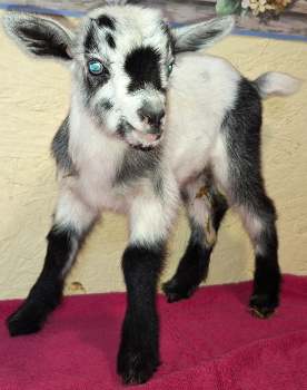 Grady- Black & White w/BLUE EYES-BUCKLING For Sale