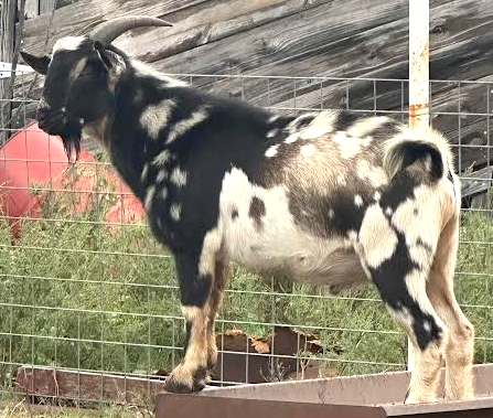 customer sell his beautiful Robust Healthy Nigerian Goats here at AppleJo Farm starting