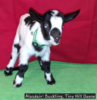 Alasdair-Doone Buckling