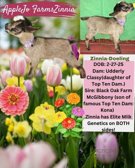 Zinnia-Doeling