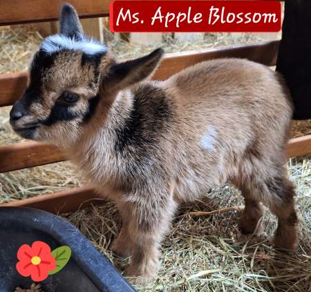 Apple Blossom-Petunia Doeling