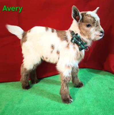 Avery-Buckling Citrine