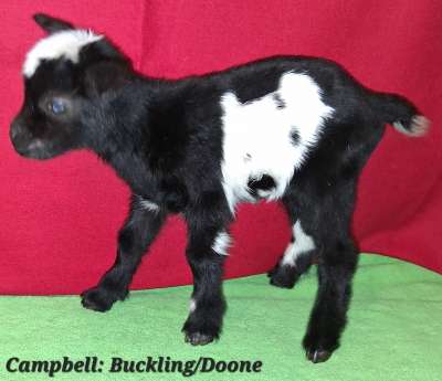 Campbell-Doone Buckling