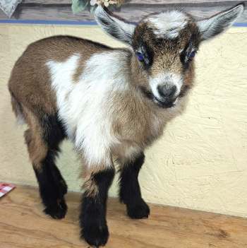 Cinnamon Sugarloaf-DOELING