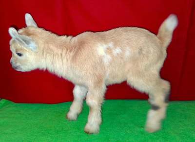 Juniper-Doeling Citrine