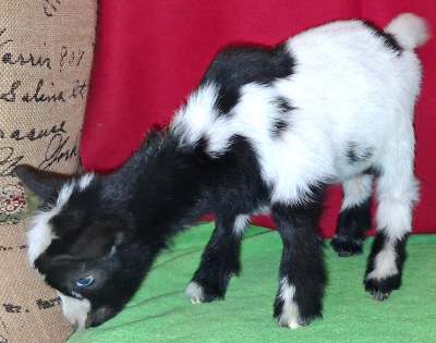 Lily-Classy Doeling