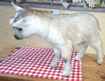 Reagan-BUCKLING Elspeth