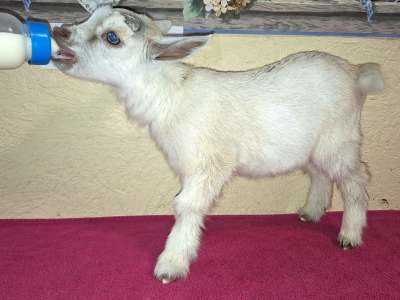 Finley-BUCKLING SOLD