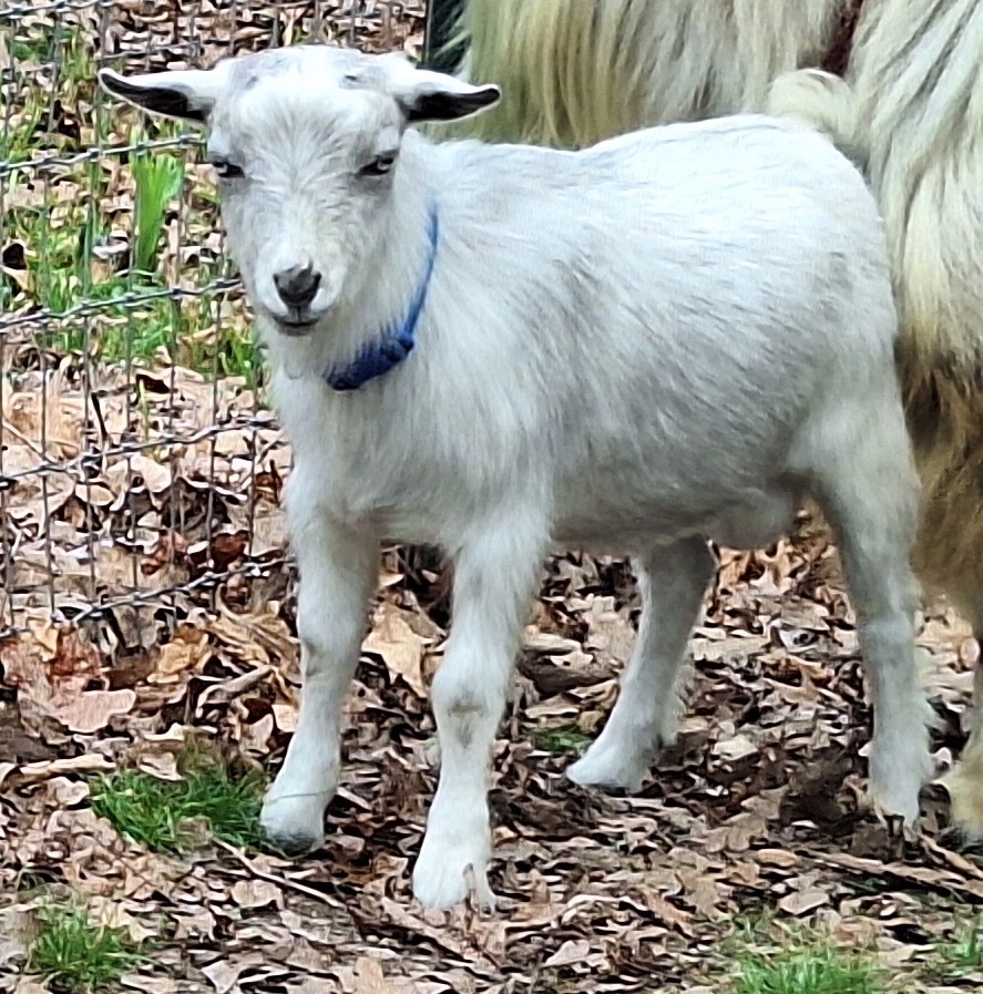 Tucker-Silver Blue Eyed BUCKLING