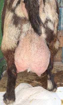 Miniview Farm Juju's Jitterbug