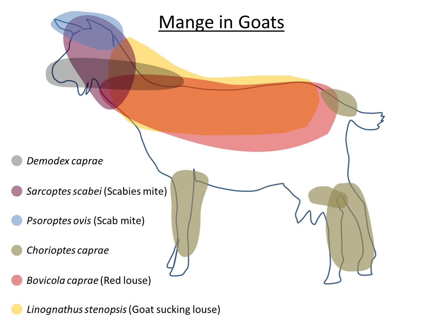 goat follicle mite