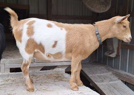 AppleJo Farms Scottish Millie May