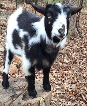 Introducing AppleJo Farms Newest Buck  Dreamer's Farm 24K Fort Knox Pip