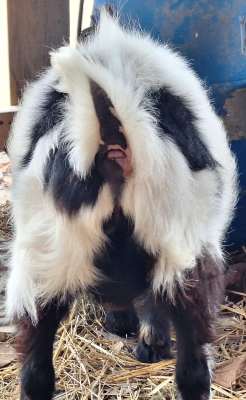 Introducing AppleJo Farms Newest Buck:  Dreamer's Farm 24K Fort Knox Pip