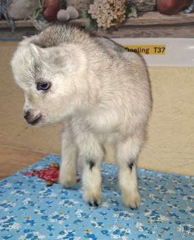 Tess: Doeling For Sale