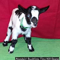Alasdair-Doone Buckling