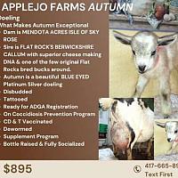 Autumn-Silver DOELING