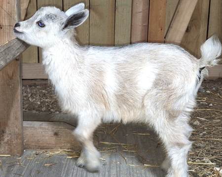 Autumn-Silver DOELING