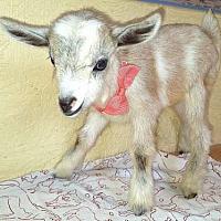 Autumn-Silver DOELING SOLD