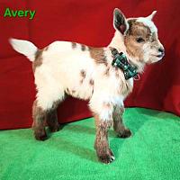 Avery-Buckling Citrine