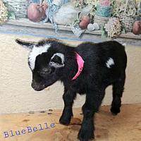 BlueBelle-Zestee Doeling SOLD