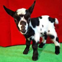 Camden-Elspeth's Buckling#2