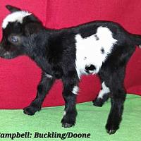 Campbell-Doone Buckling