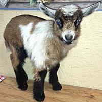 Cinnamon Sugarloaf-DOELING