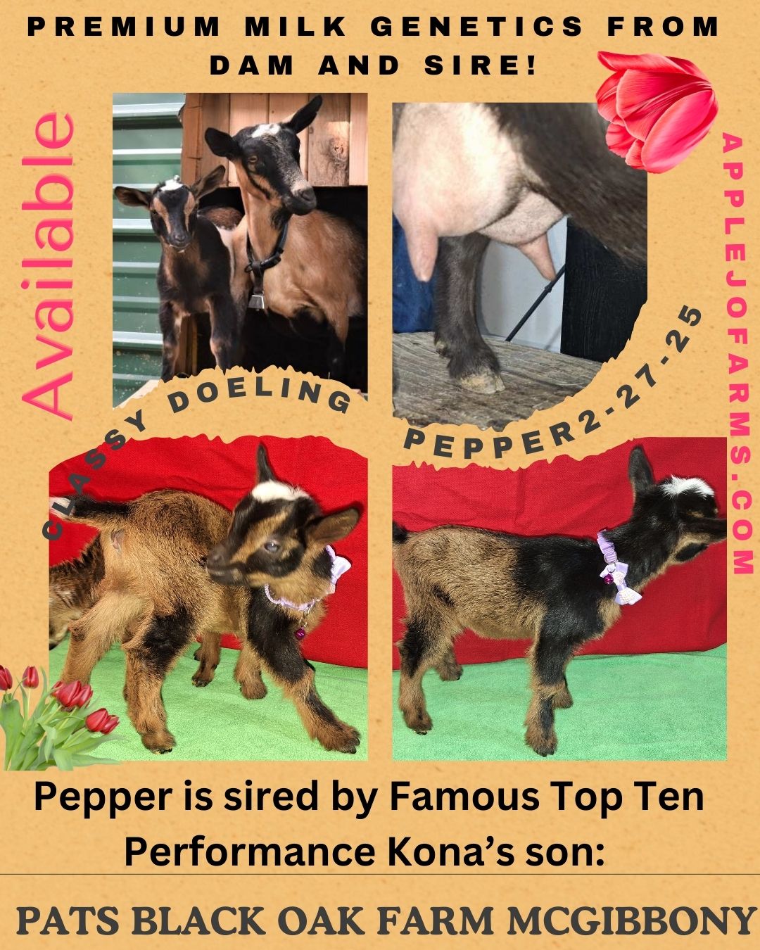 Pepper-Classy Doeling For Sale