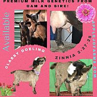 Zinnia-Doeling