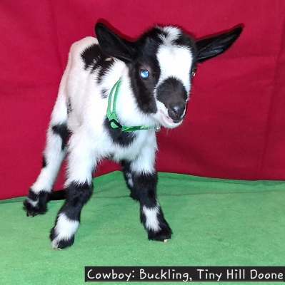 Cowboy-Doone Buckling