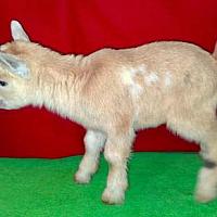 Juniper-Doeling Citrine