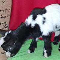 Lily-Classy Doeling