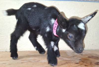 Elspeth's Doeling-Poppy