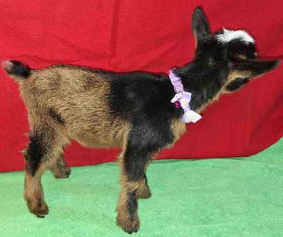 Pepper-Classy Doeling For Sale