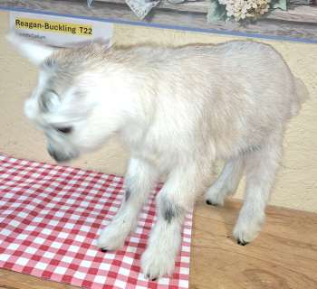 Reagan-BUCKLING Elspeth